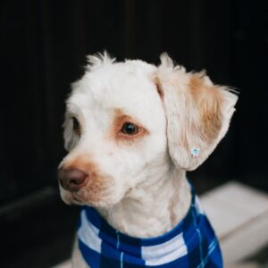 Blue dog bandana