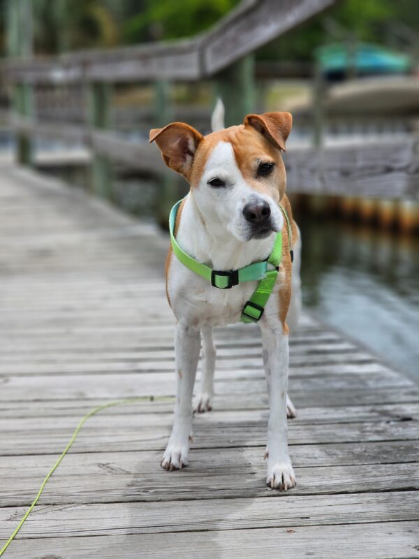 Green leash for dog scaled