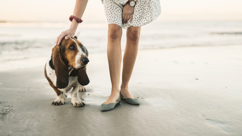 Best 5 Low-Maintenance Dog Breeds-  Basset Hound