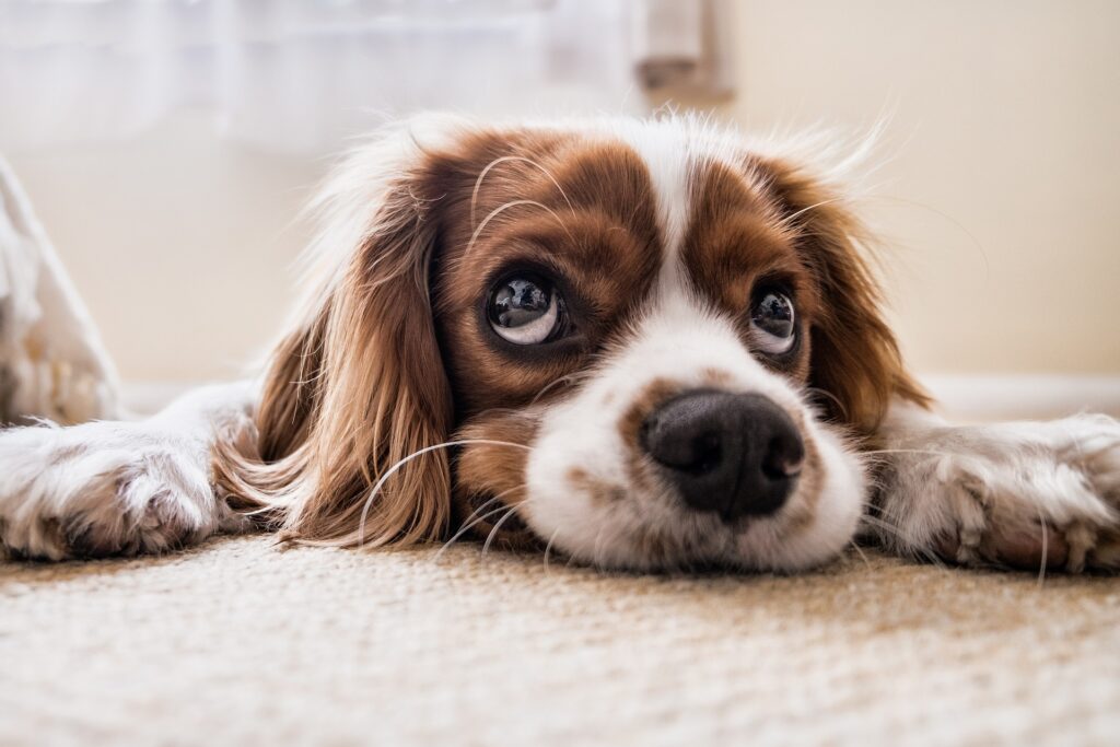 Best 5 Low-Maintenance Dog Breeds-   Cavalier King Charles Spaniel