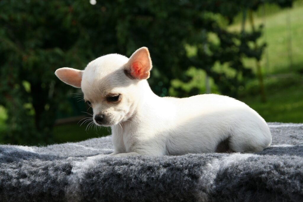 Best 5 Low-Maintenance Dog Breeds-  Chihuahua