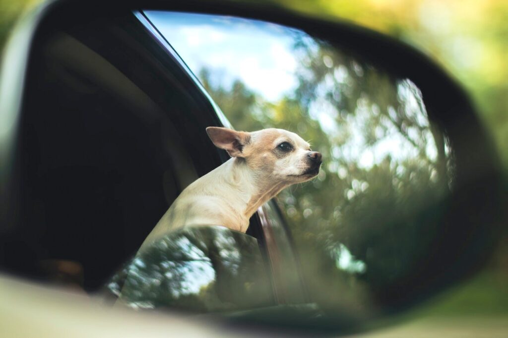 Safety Measures for Car Travel with Your Dog