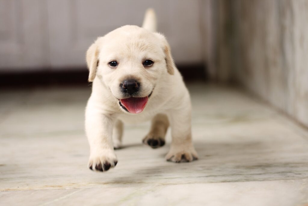 Best 5 Low-Maintenance Dog Breeds- Labrador Retriever