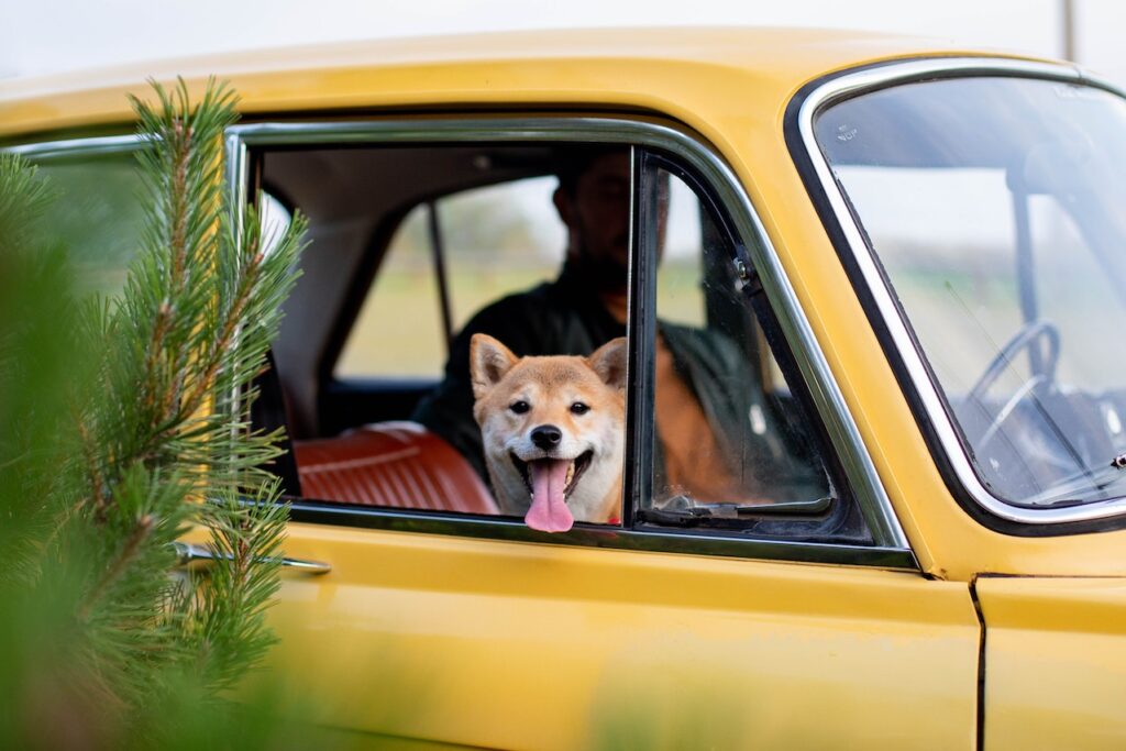 Traveling with Your Dog by Car