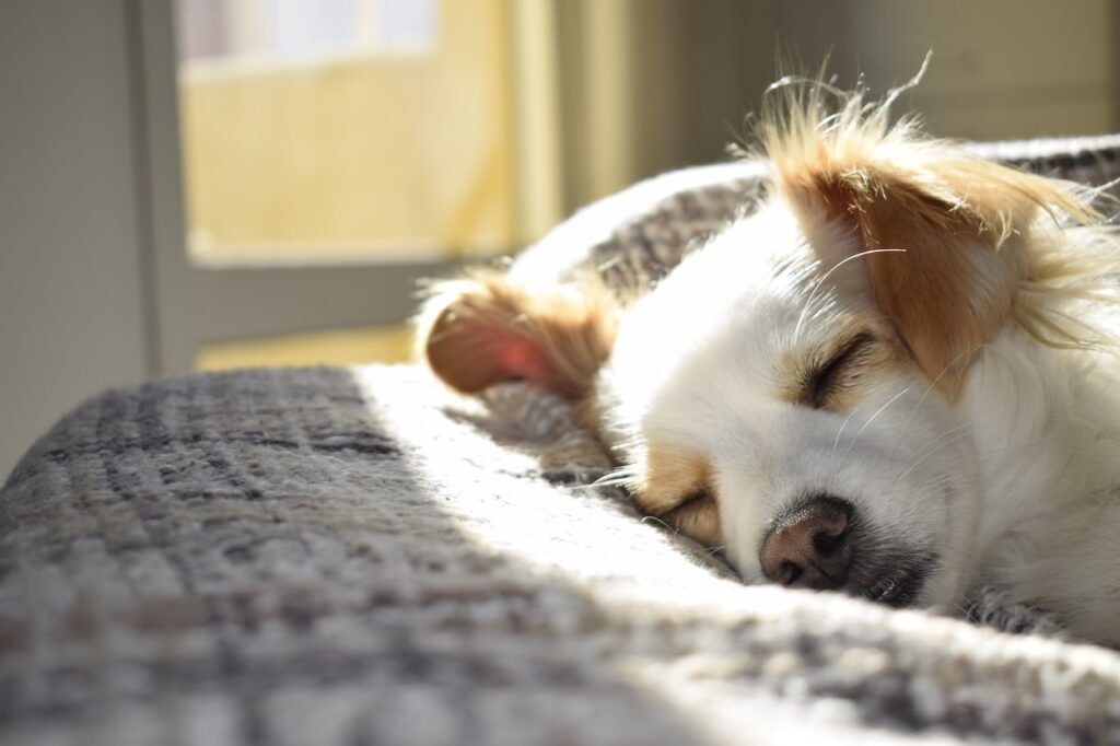 Natural Remedies for Dog Anxiety, Calming Music and Sound Therapy: The Soothing Effects of Sound