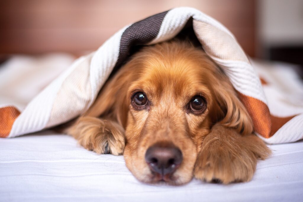 Natural Remedies for Dog Anxiety, Seek Professional Guidance and Create a Comforting Environment