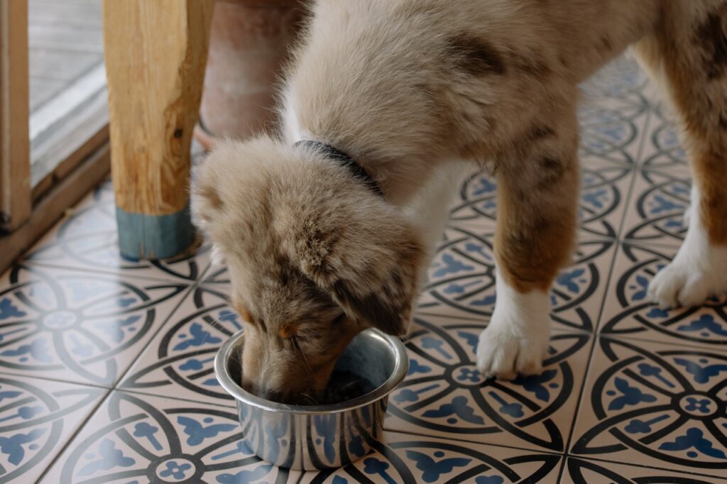 How to Feed Your Dog for Optimal Health