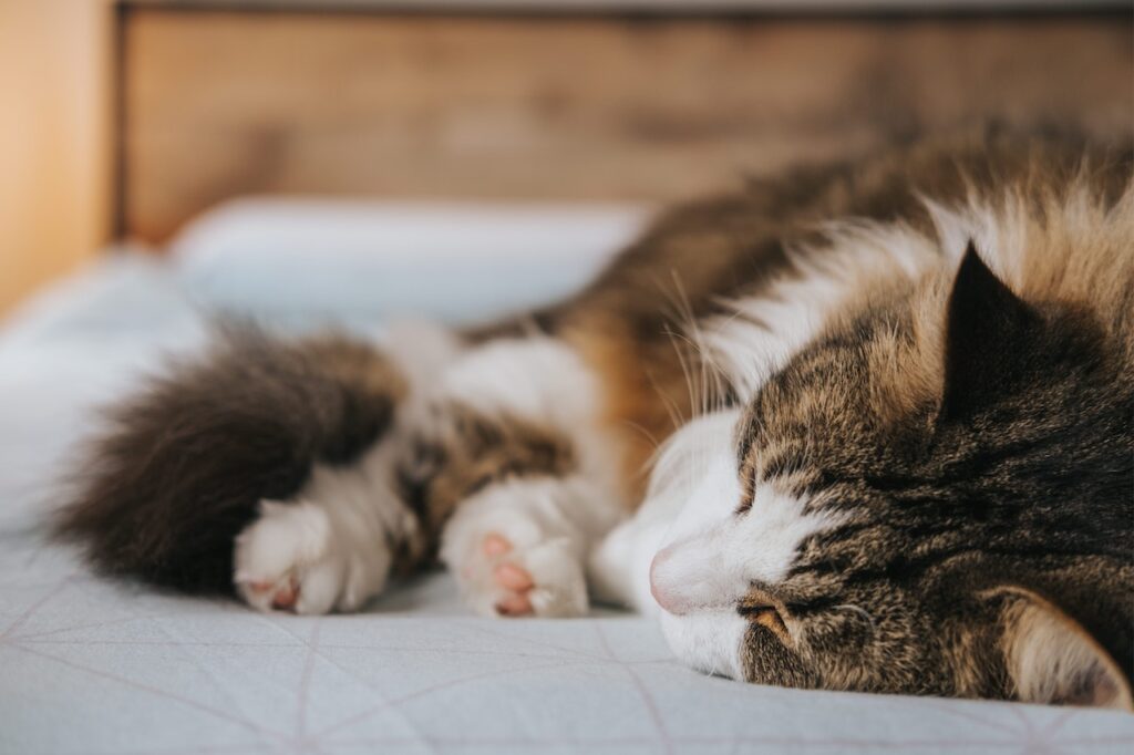 Managing Stressors for cats Creating a Calm Atmosphere