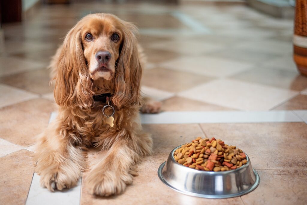 Types of Dog Food Options furrypompons
