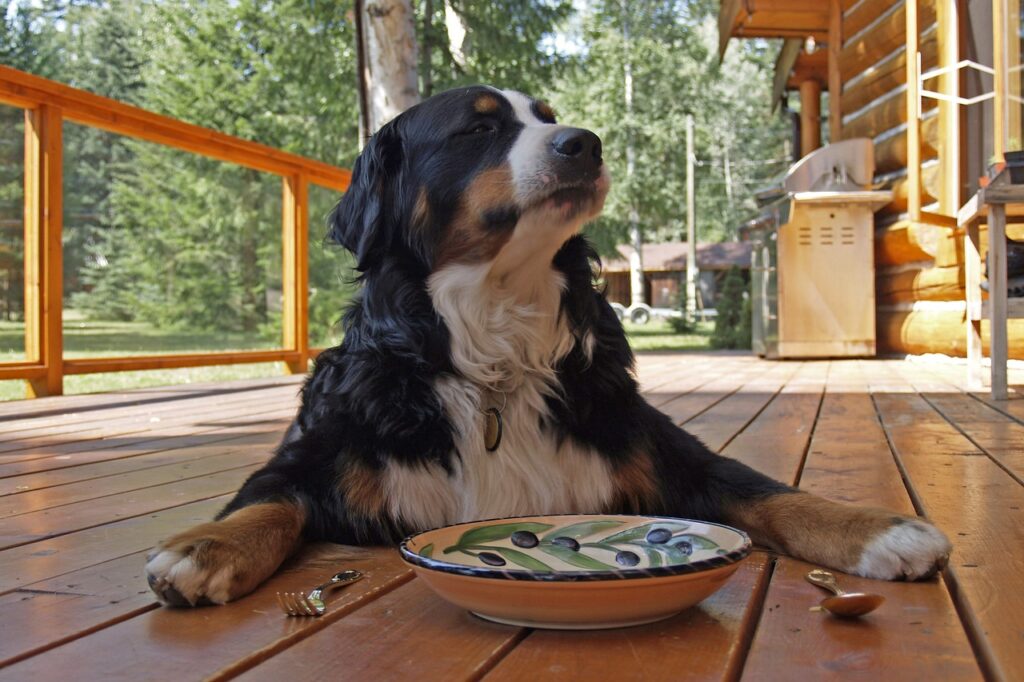 options for feeding your dog 